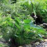 6 plantas perenes para um jardim virado a Norte