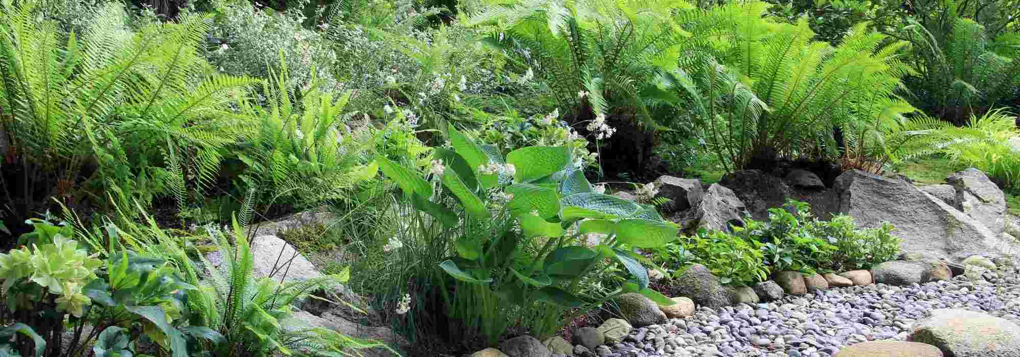 6 plantas perenes para um jardim virado a Norte