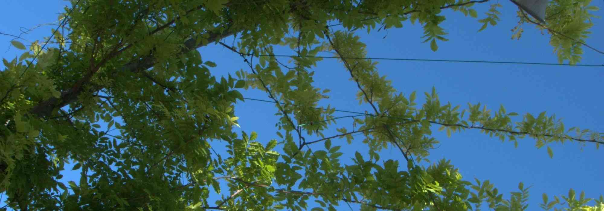 8 trepadeiras para um jardim virado a sul