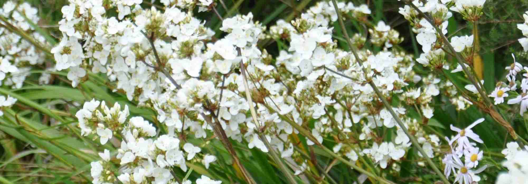 Cultivar Libertia em vaso