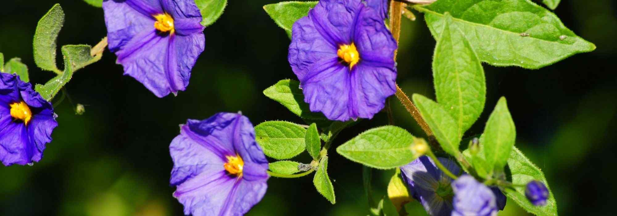 Cultivar uma beringela em vaso