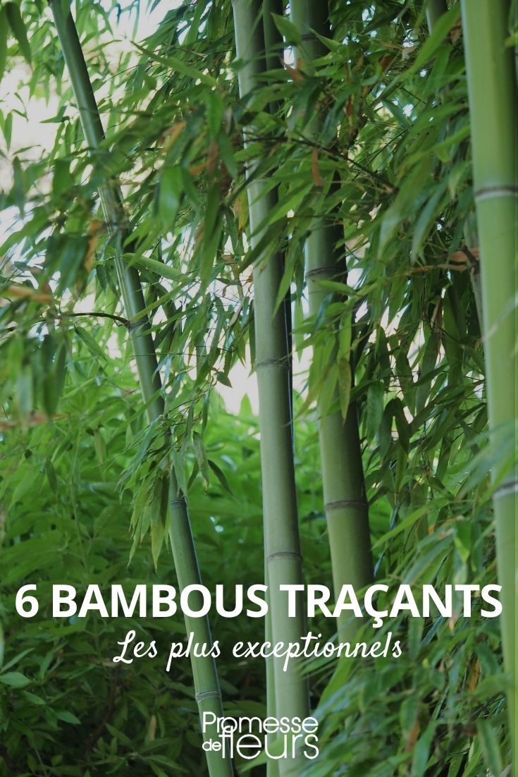 6 bambus de sebe rastejantes