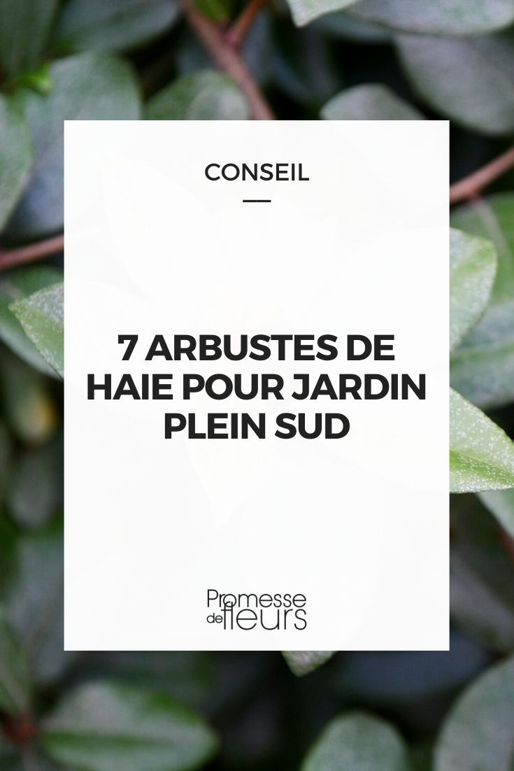 7 arbustos de sebe para um jardim virado a sul
