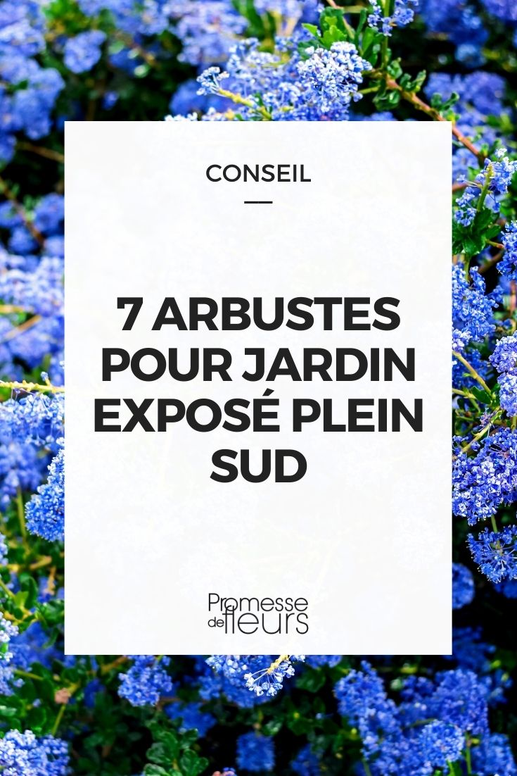 7 arbustos para um jardim no Sul