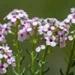 Aethionema: plantar e cultivar
