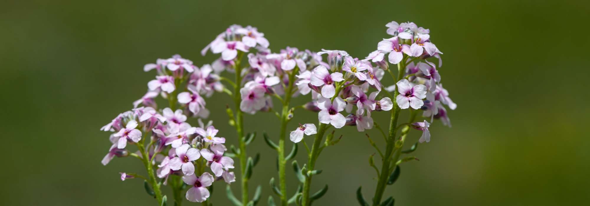 Aethionema: plantar e cultivar