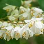 6 deutzias de flores brancas