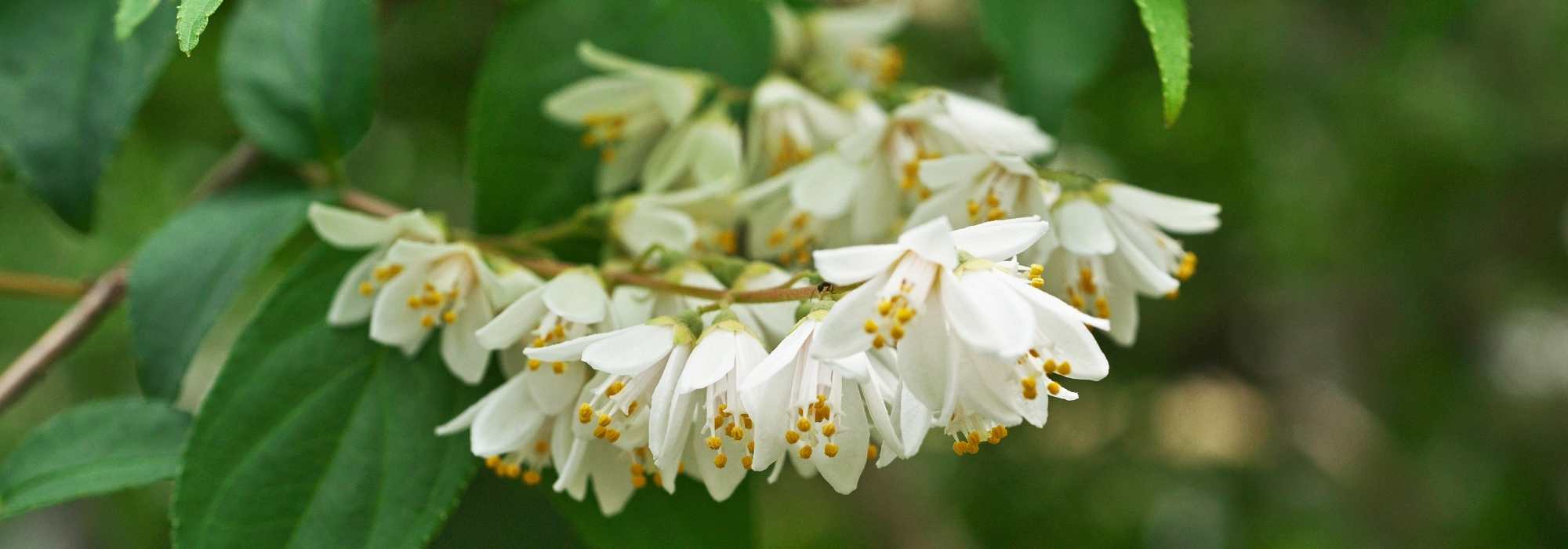 6 deutzias de flores brancas