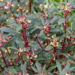 Drimys: plantar, cultivar e cuidar