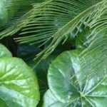 Combinar as plantas-leopardo