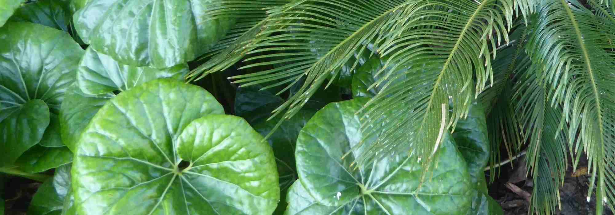 Combinar as plantas-leopardo