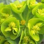 As flores verdes