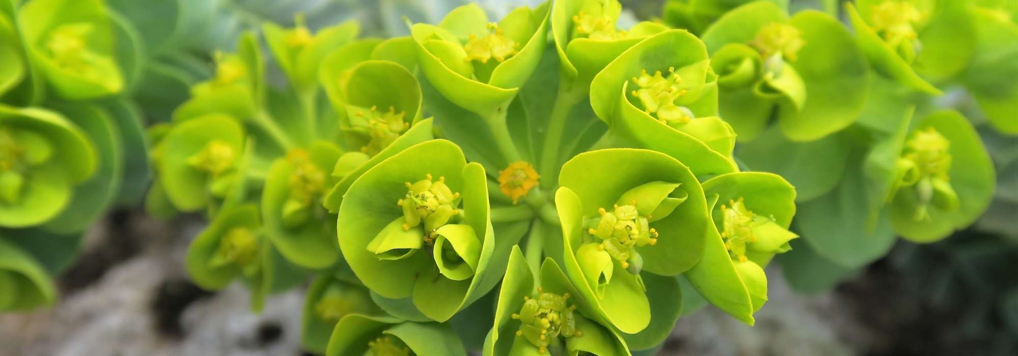 As flores verdes