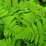 Gymnocarpium: plantar, cultivar e cuidar