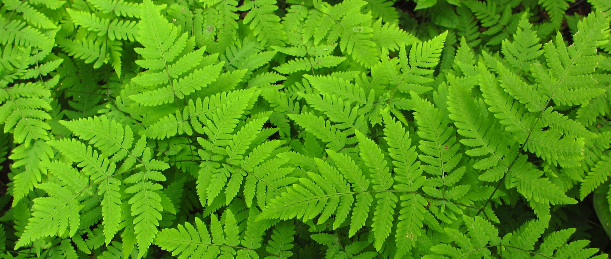 Gymnocarpium: plantar, cultivar e cuidar