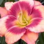 7 lírios-de-dia cor-de-rosa