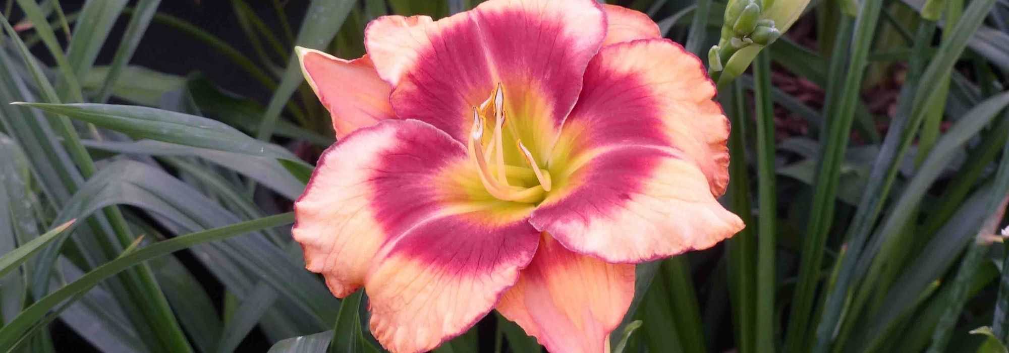 7 lírios-de-dia cor-de-rosa
