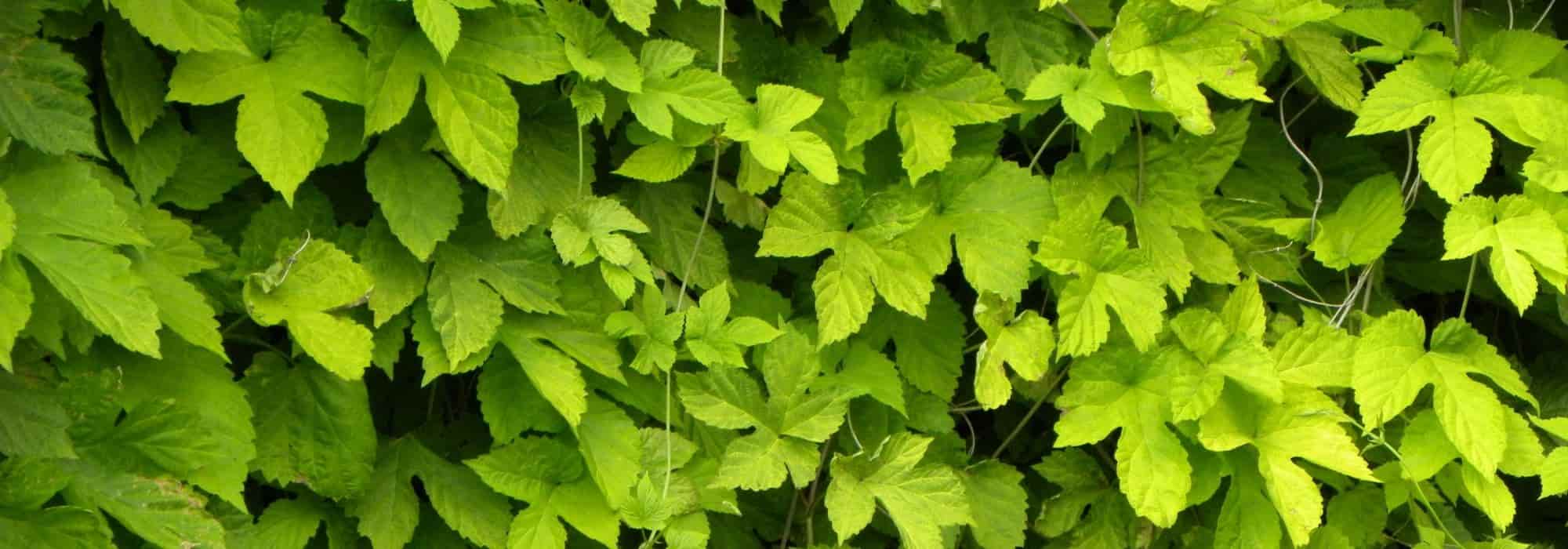 Cultivar lúpulo em vaso