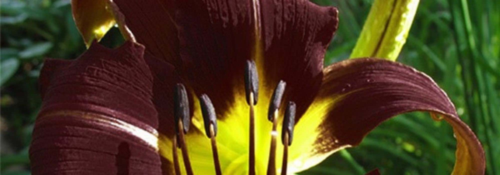 7 lírios-de-dia para um jardim exótico