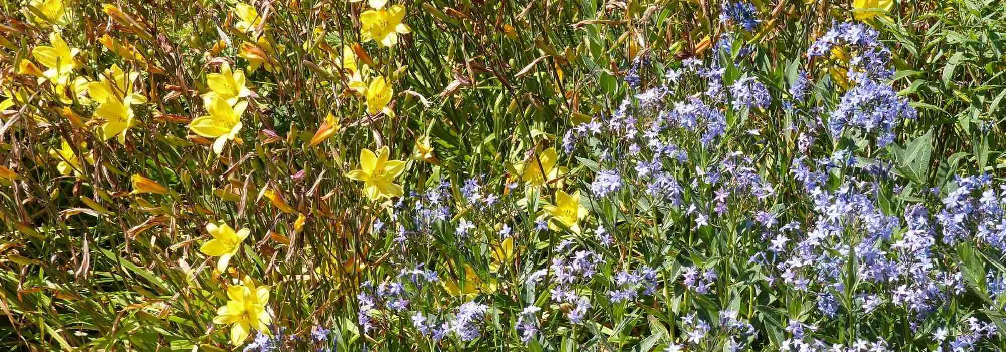 7 lírios-de-dia para um jardim naturalista