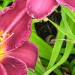 7 lírios-de-dia para um jardim romântico