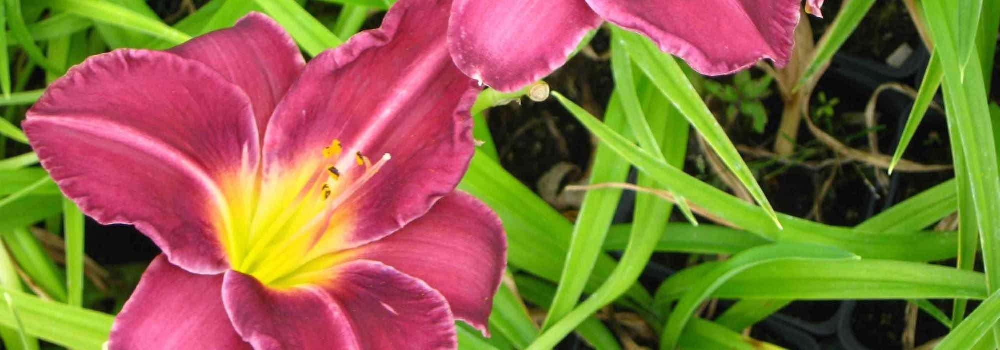 7 lírios-de-dia para um jardim romântico