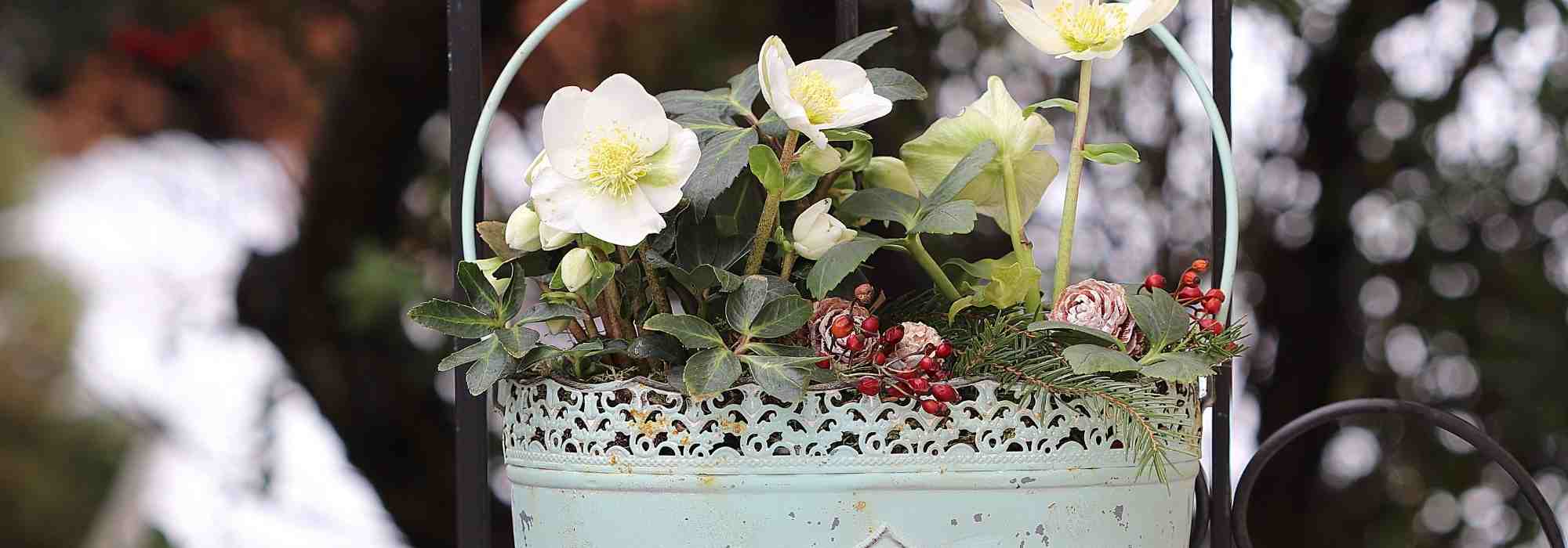 Cultivar um heléboro em vaso