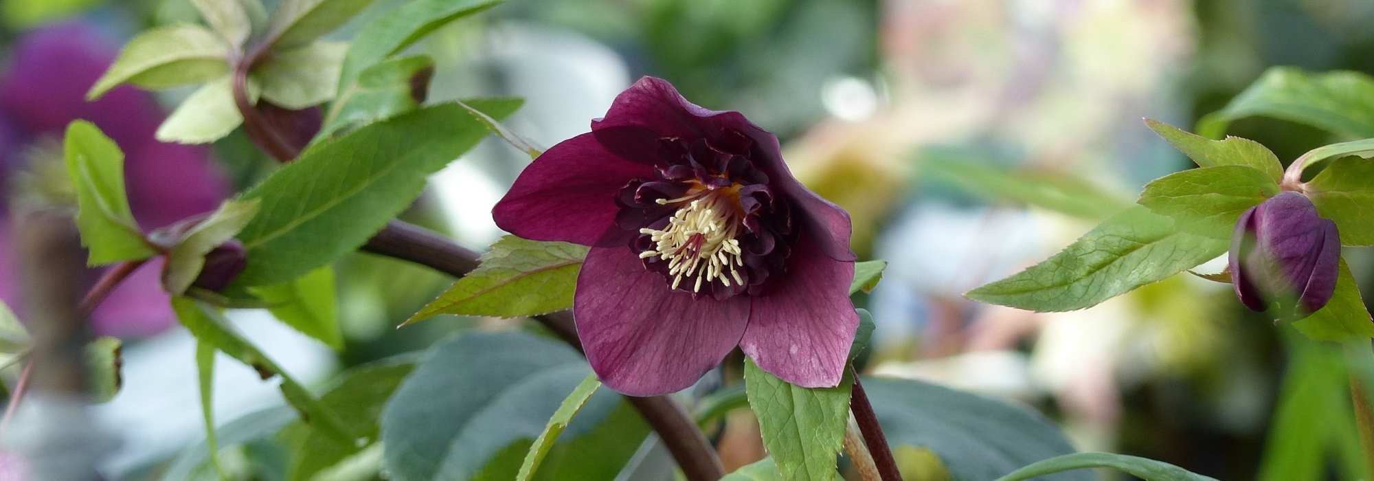 7 heléboros com flores de anémona