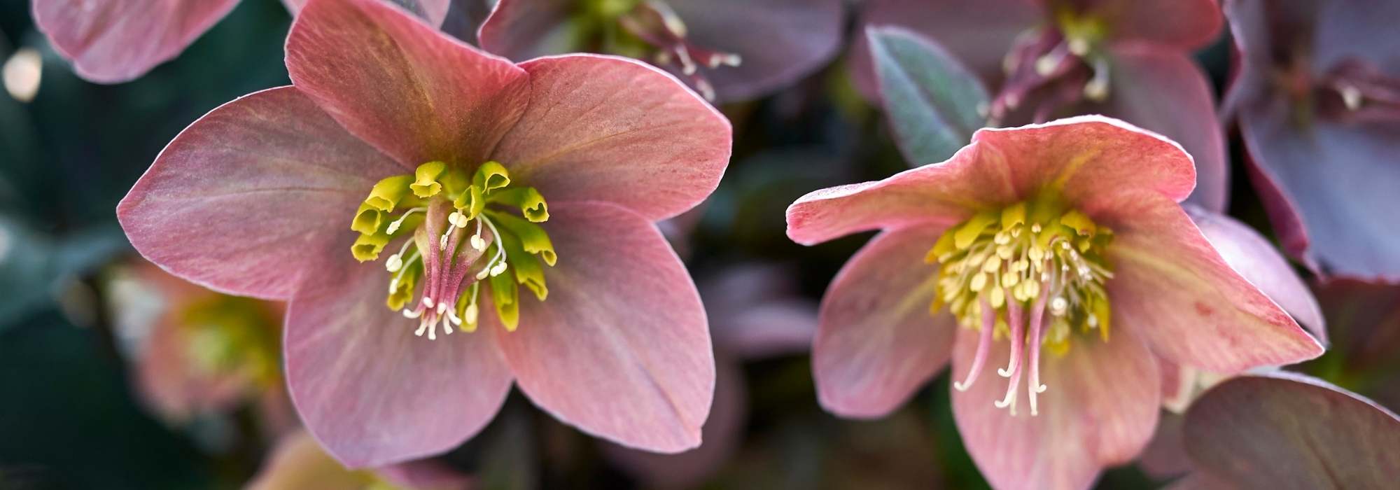 10 heléboros de flores simples