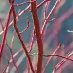 O jardim de inverno ou Winter garden
