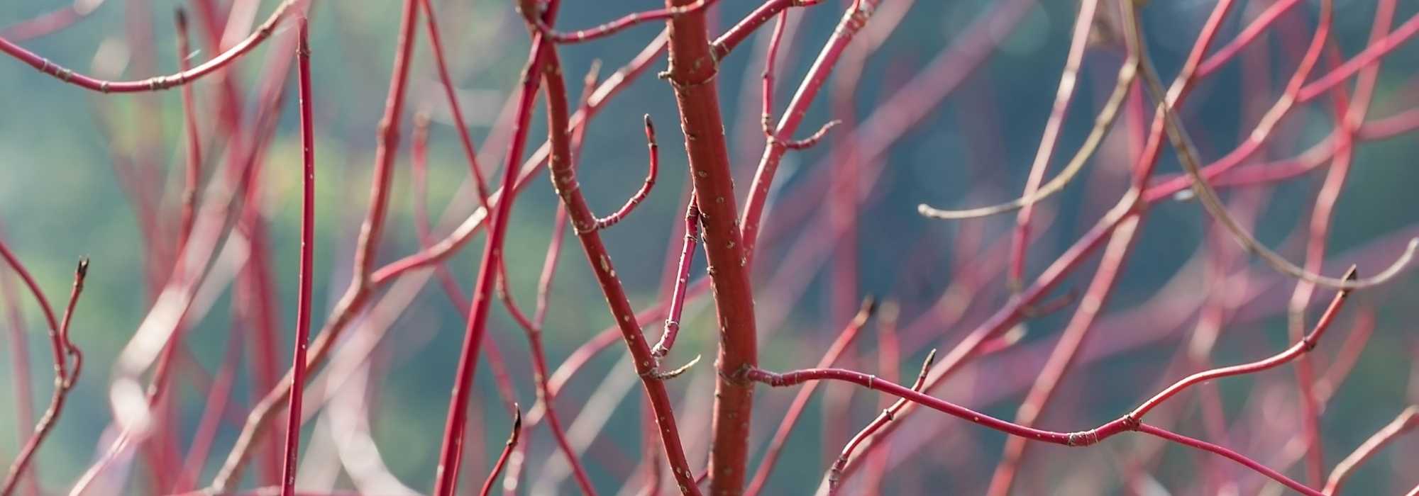 O jardim de inverno ou Winter garden