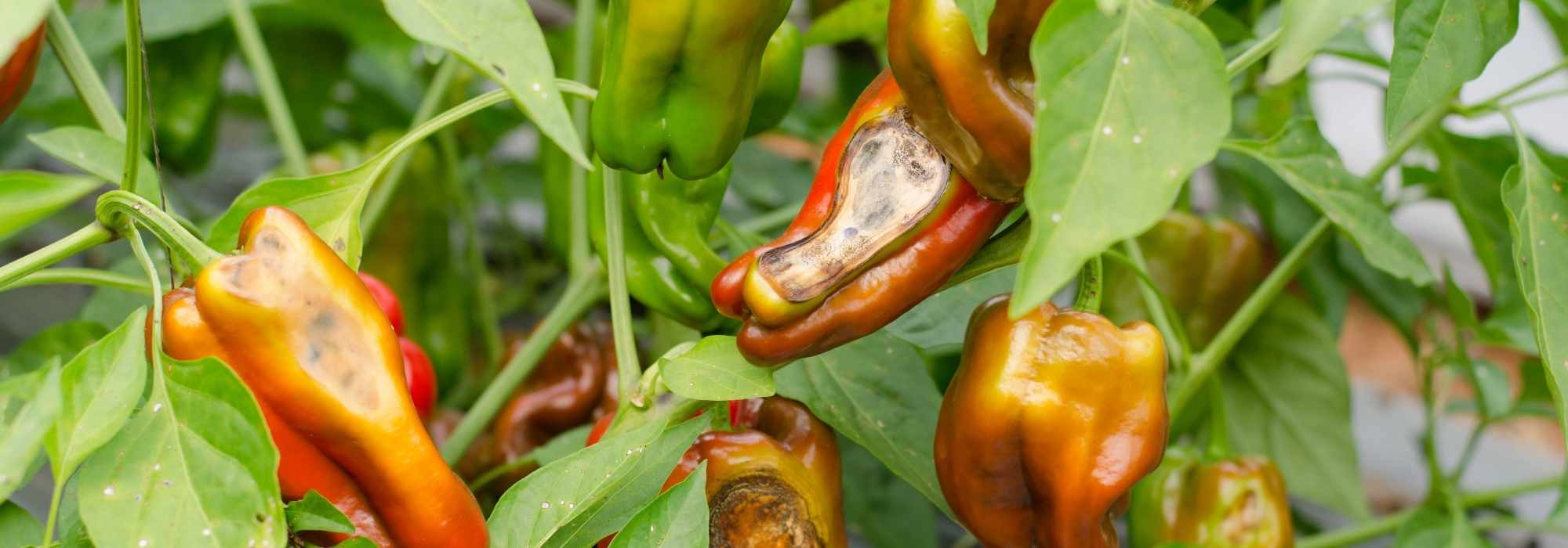 Doenças e pragas do pimento