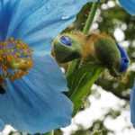 Papoila-azul: cultivo, sementeira e manutenção