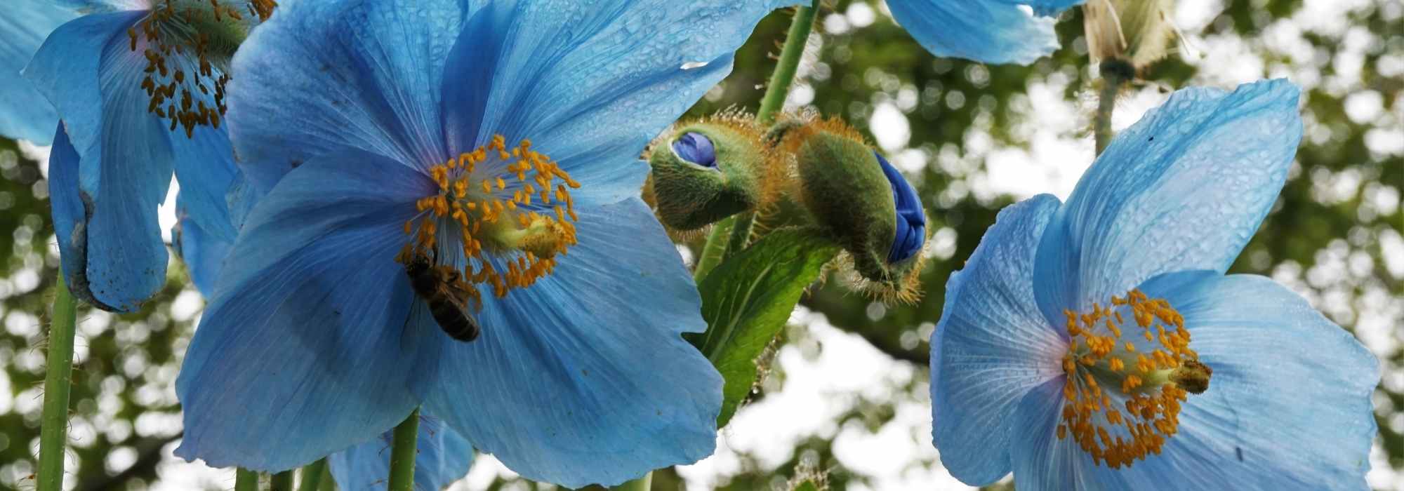 Papoila-azul: cultivo, sementeira e manutenção