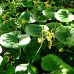Propagar a planta-leopardo