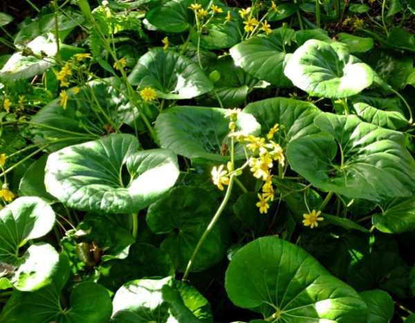 Propagar a planta-leopardo
