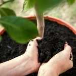 Os passos essenciais para transplantar corretamente uma planta: Guia para principiantes