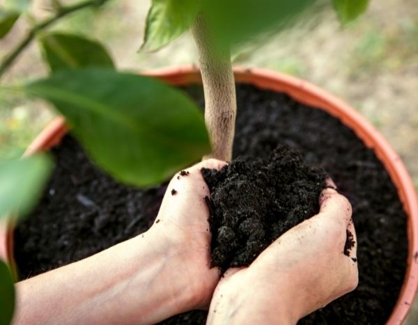 Os passos essenciais para transplantar corretamente uma planta: Guia para principiantes