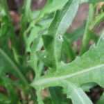 A rúcula: semear, cultivar e colher