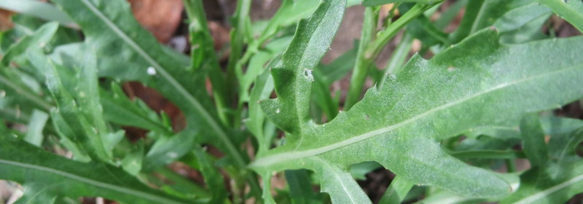A rúcula: semear, cultivar e colher