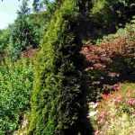 10 coníferas para um jardim virado a sul