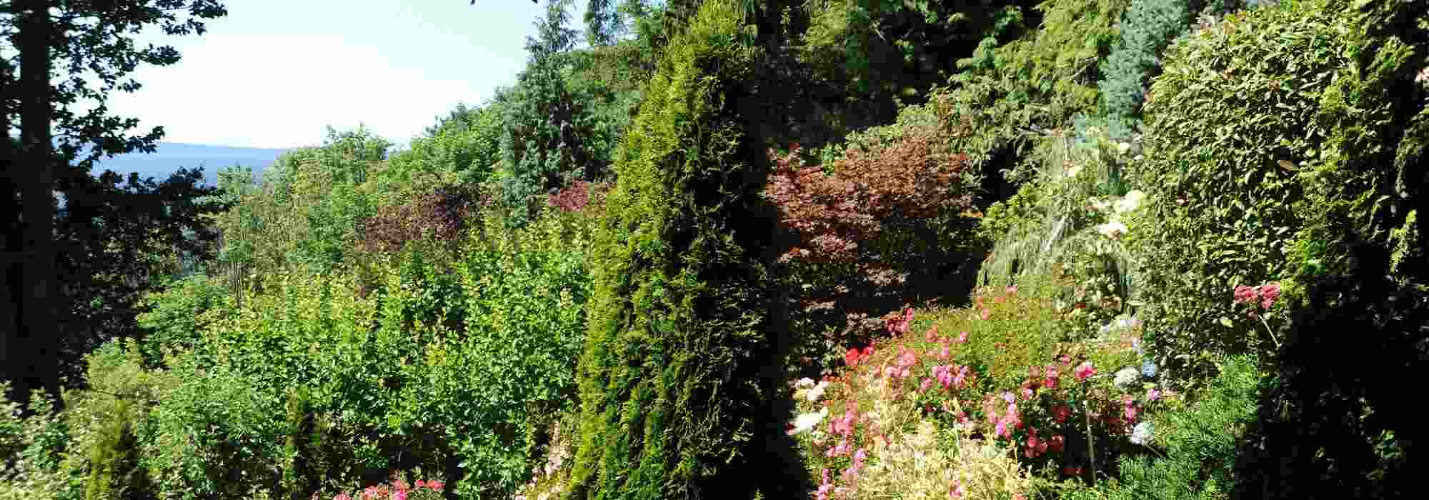 10 coníferas para um jardim virado a sul
