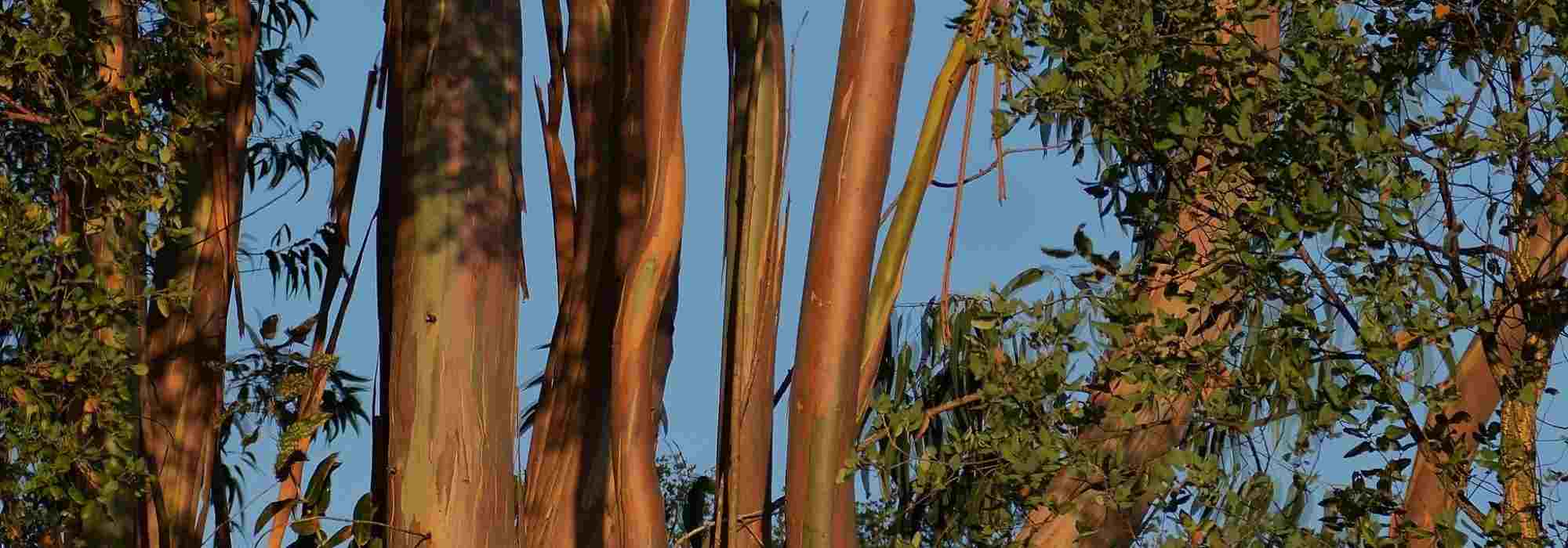 Que Eucalyptus plantar consoante a sua região?
