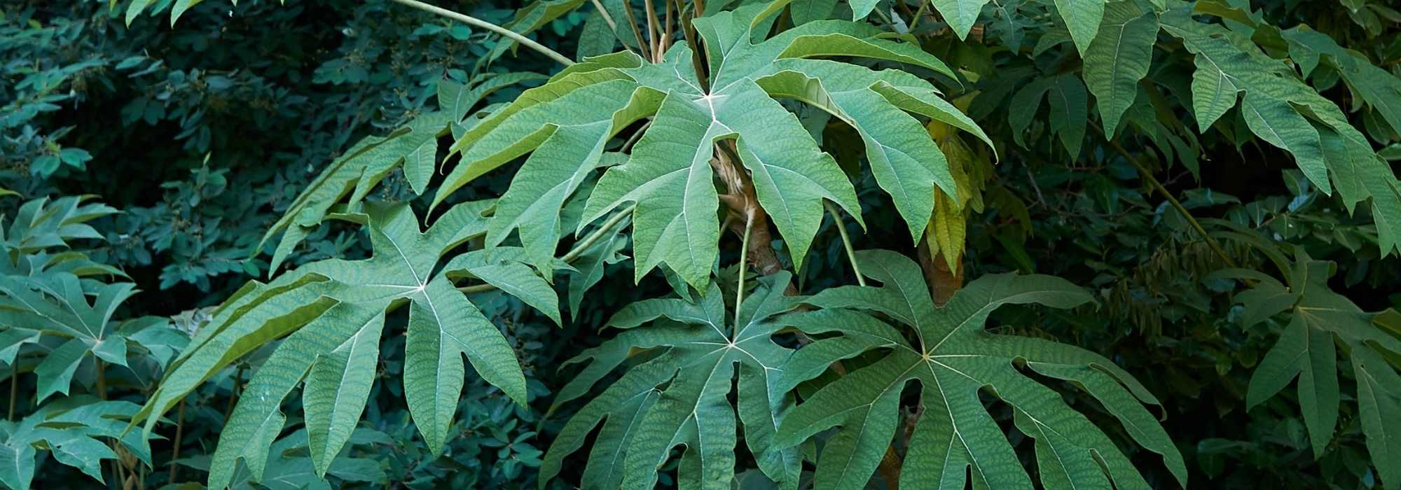Tetrapanax, planta-do-papel-de-arroz: plantação, cultivo e manutenção