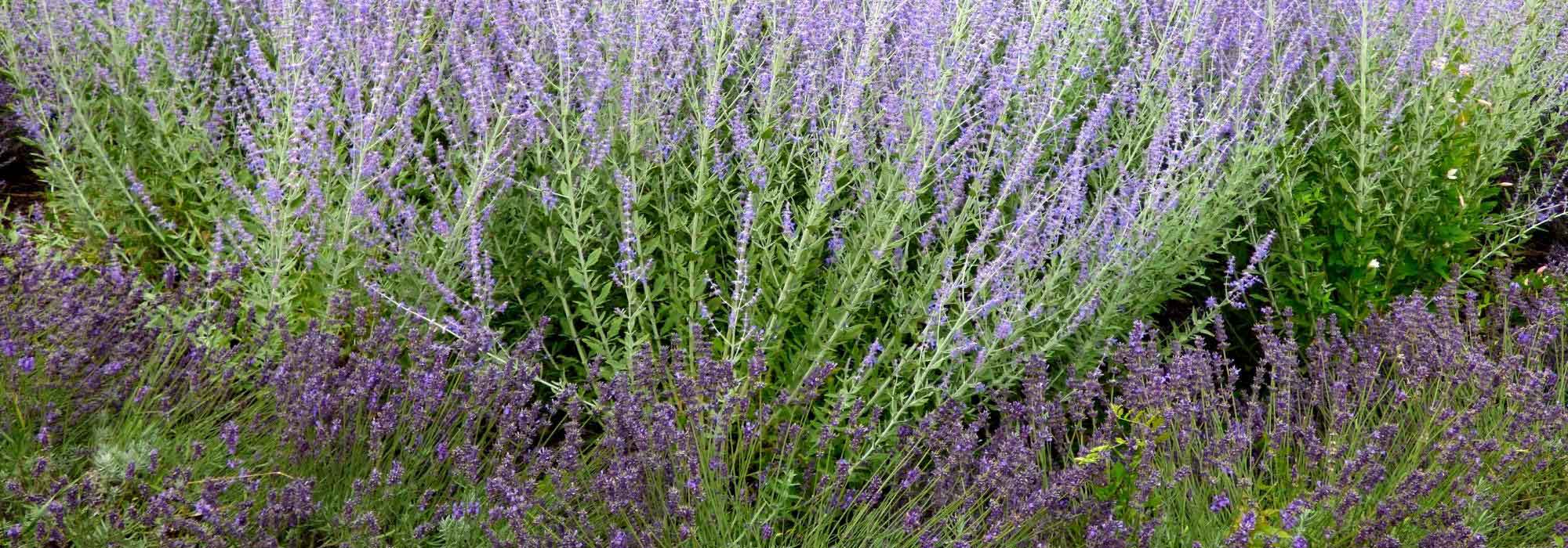 Herbicida natural: descubra as plantas alelopáticas!