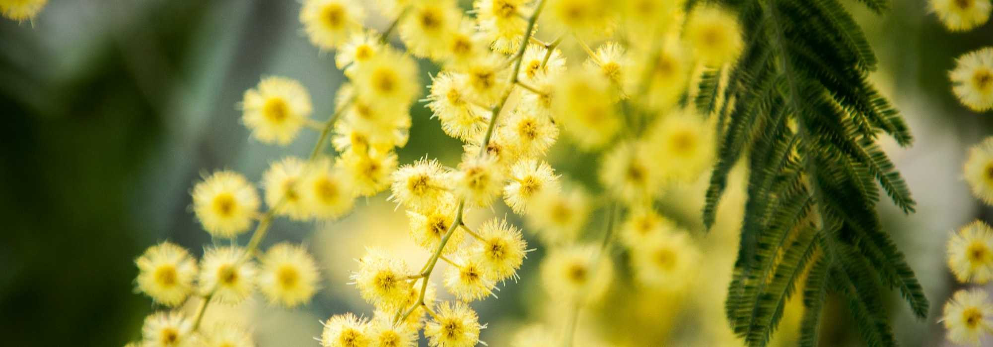 7 árvores para um jardim virado a sul