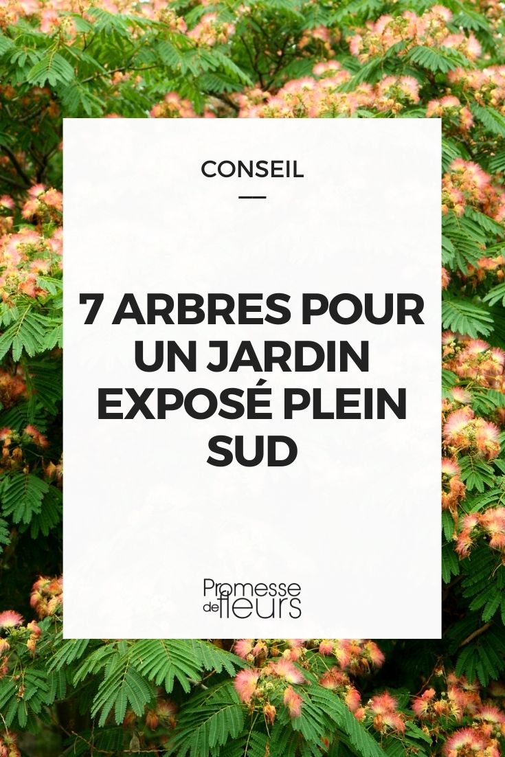 7 árvores para um jardim virado a sul