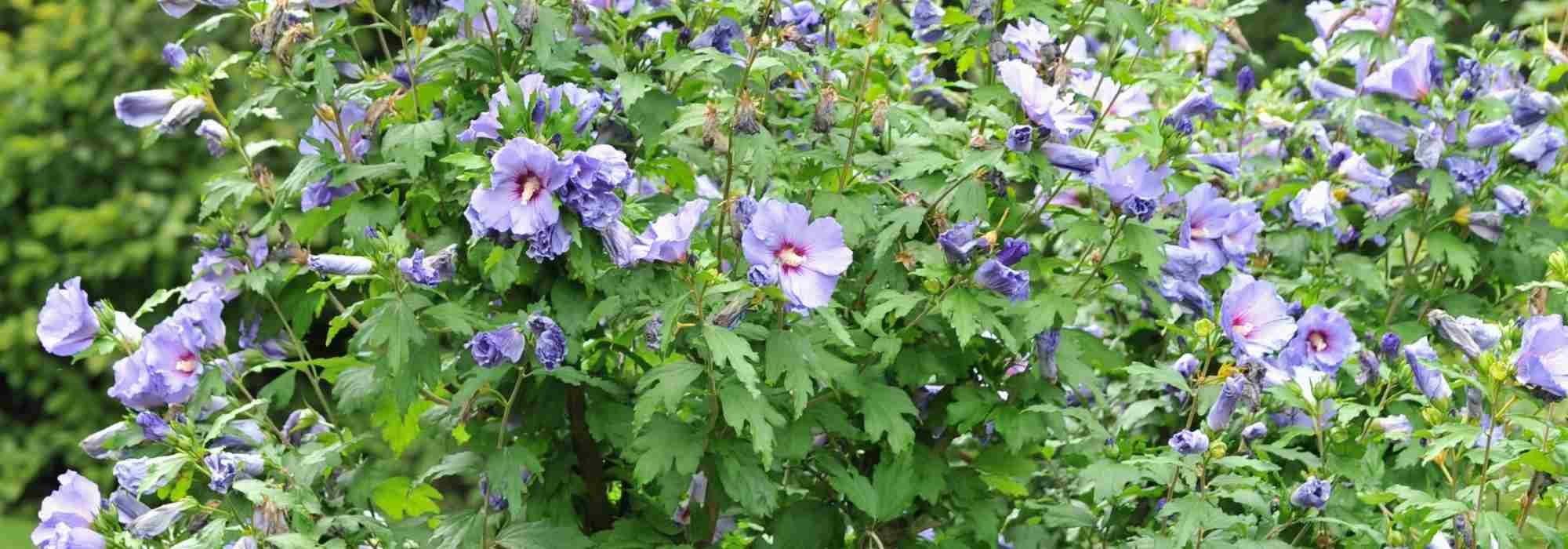 7 arbustos para um jardim virado a sul
