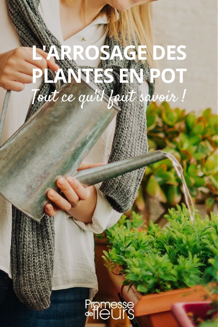 Rega de plantas em vasos