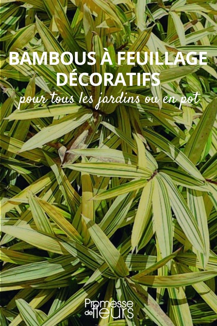 bambu de sebe com folhagem decorativa